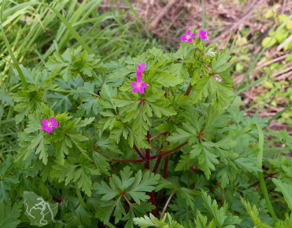 Geranium purpureum